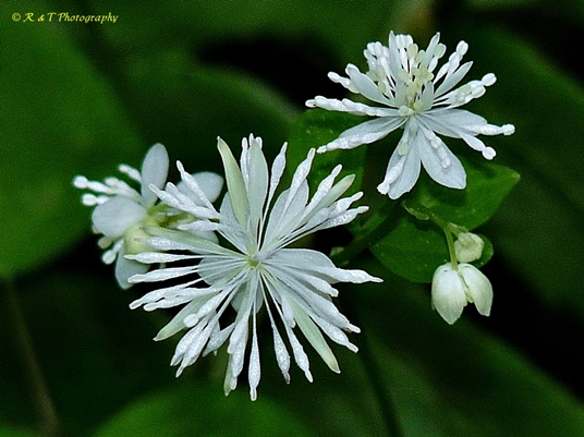 {Thalictrum clavatum}